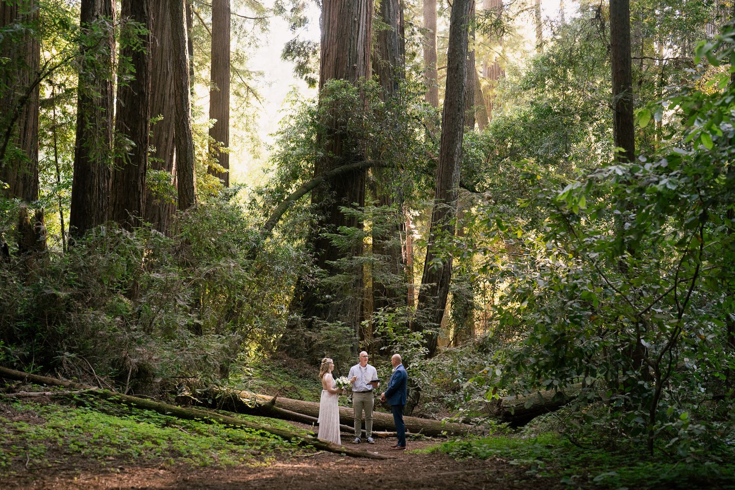 Sunlit forest trail winds through towering redwood trees in a lush green state park setting.