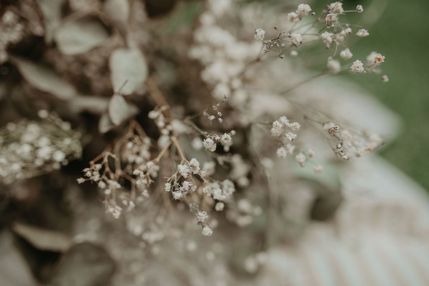 Delicate white baby's breath flowers in soft focus with dreamy bokeh effect and muted green background.