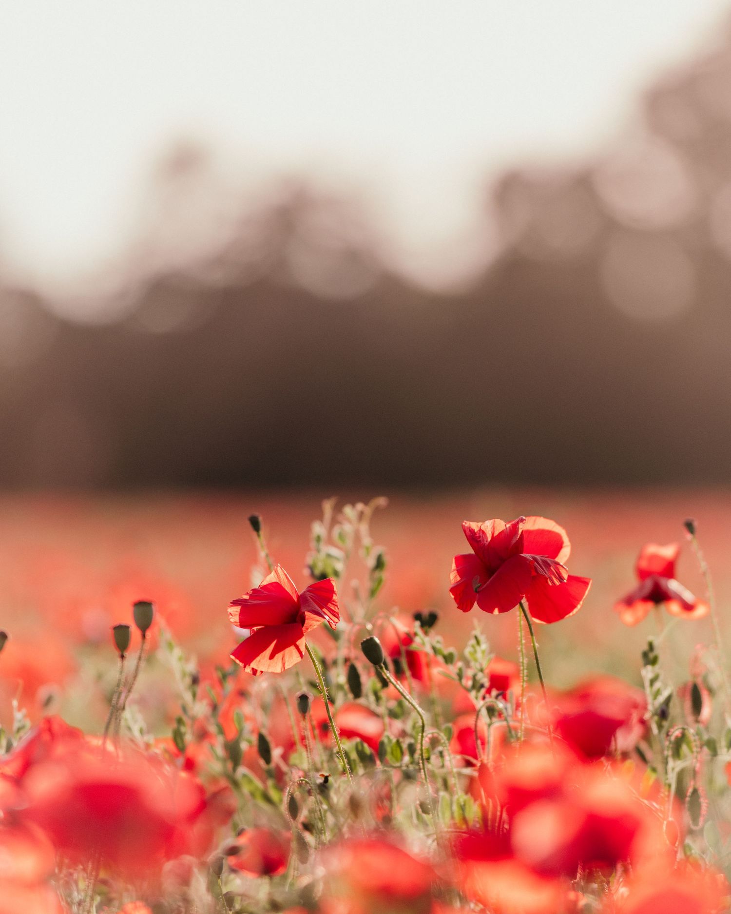 Field of vibrant red poppies blooming under golden hour  lighting with soft bokeh.