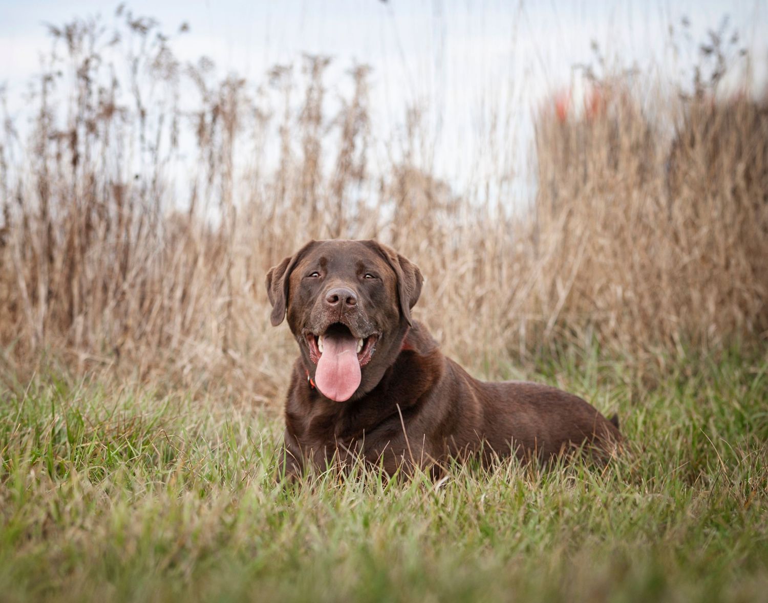 A sequence showing a playful chocolate Labrador retriever running and jumping through tall brown grass in a field.