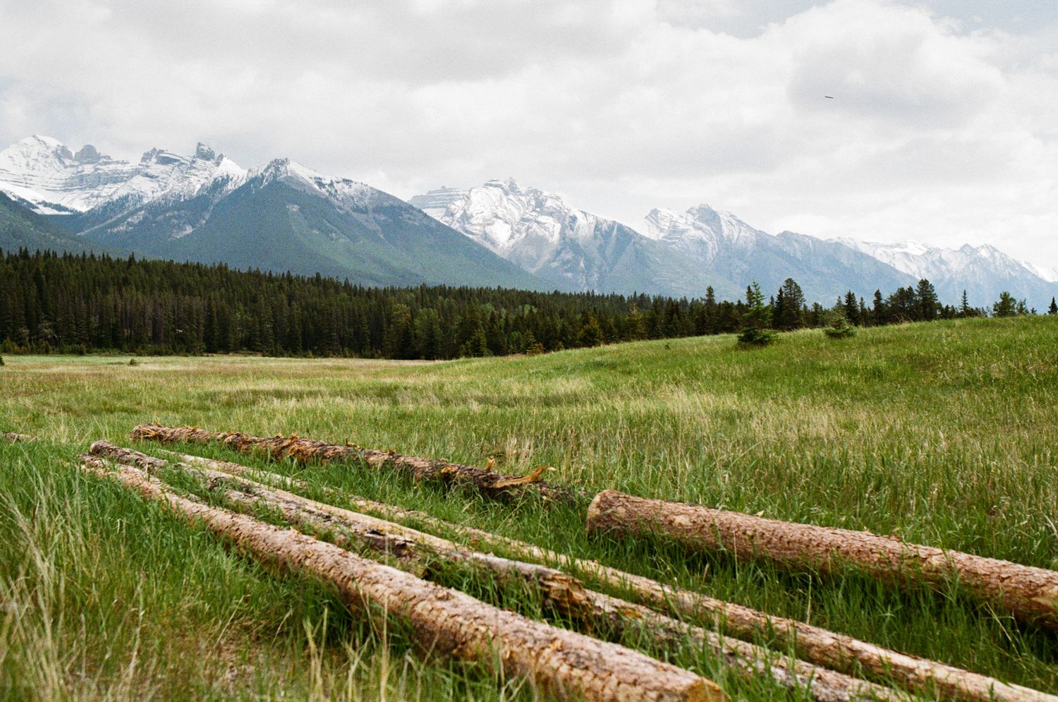 35 mm film photo of a grassy field with mountains in the background in Kananaskis, Alberta