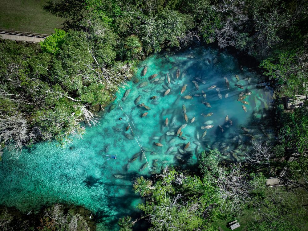Aerial view of a crystal clear turquoise spring pool surrounded by lush green forest vegetation.