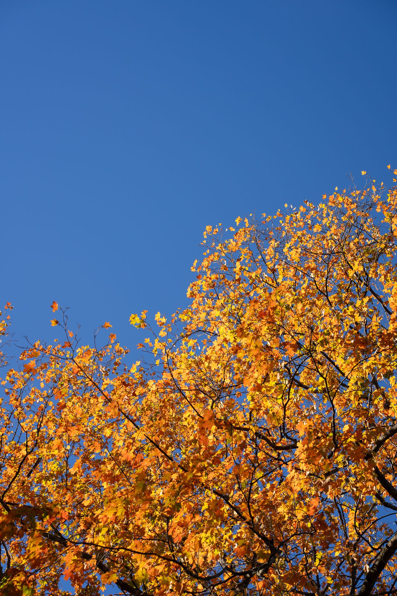Golden autumn leaves against a vivid blue sky on a sunny day.