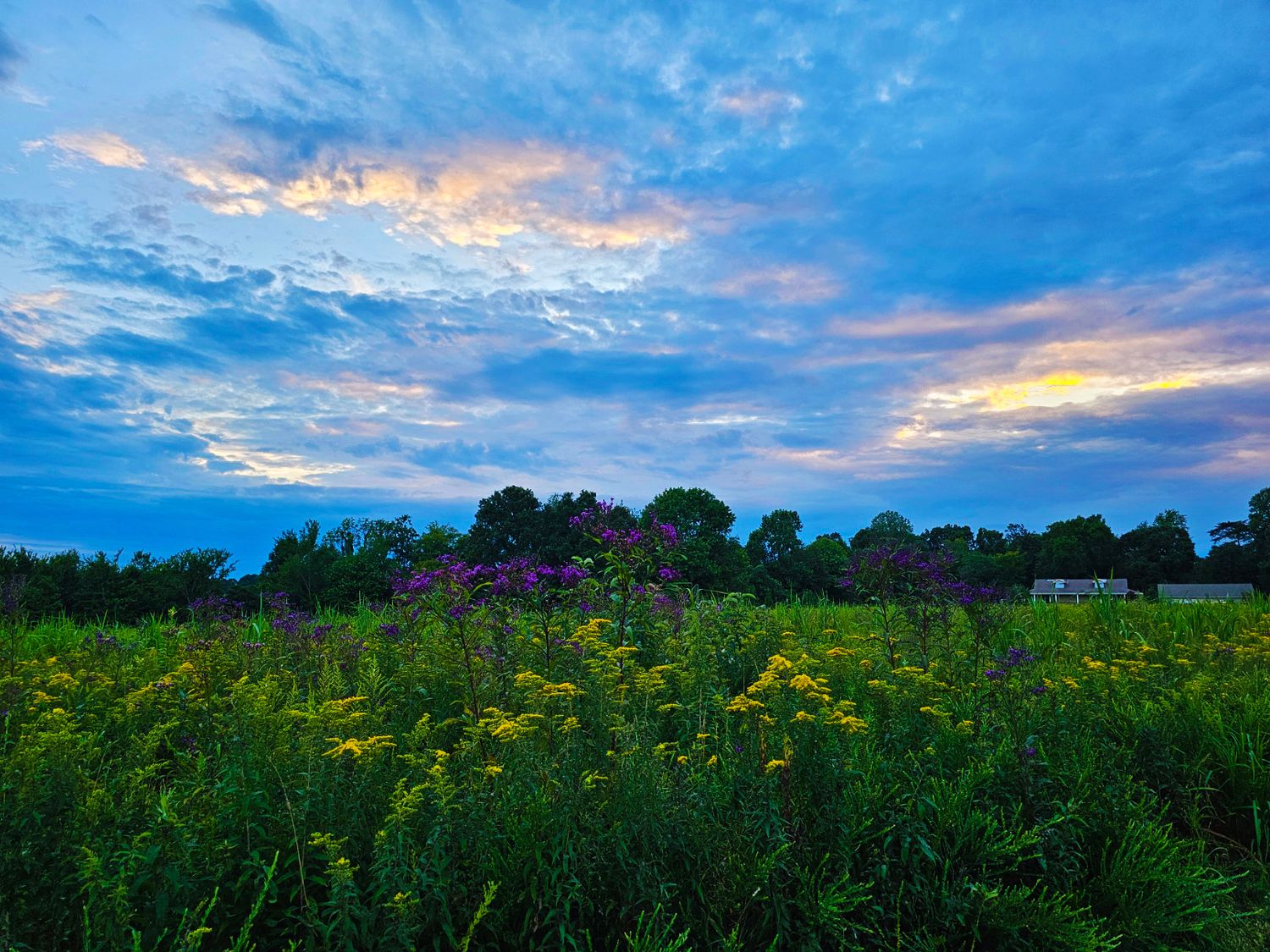 Vibrant sunset sky over wildflower meadow with golden clouds and deep blue atmosphere.