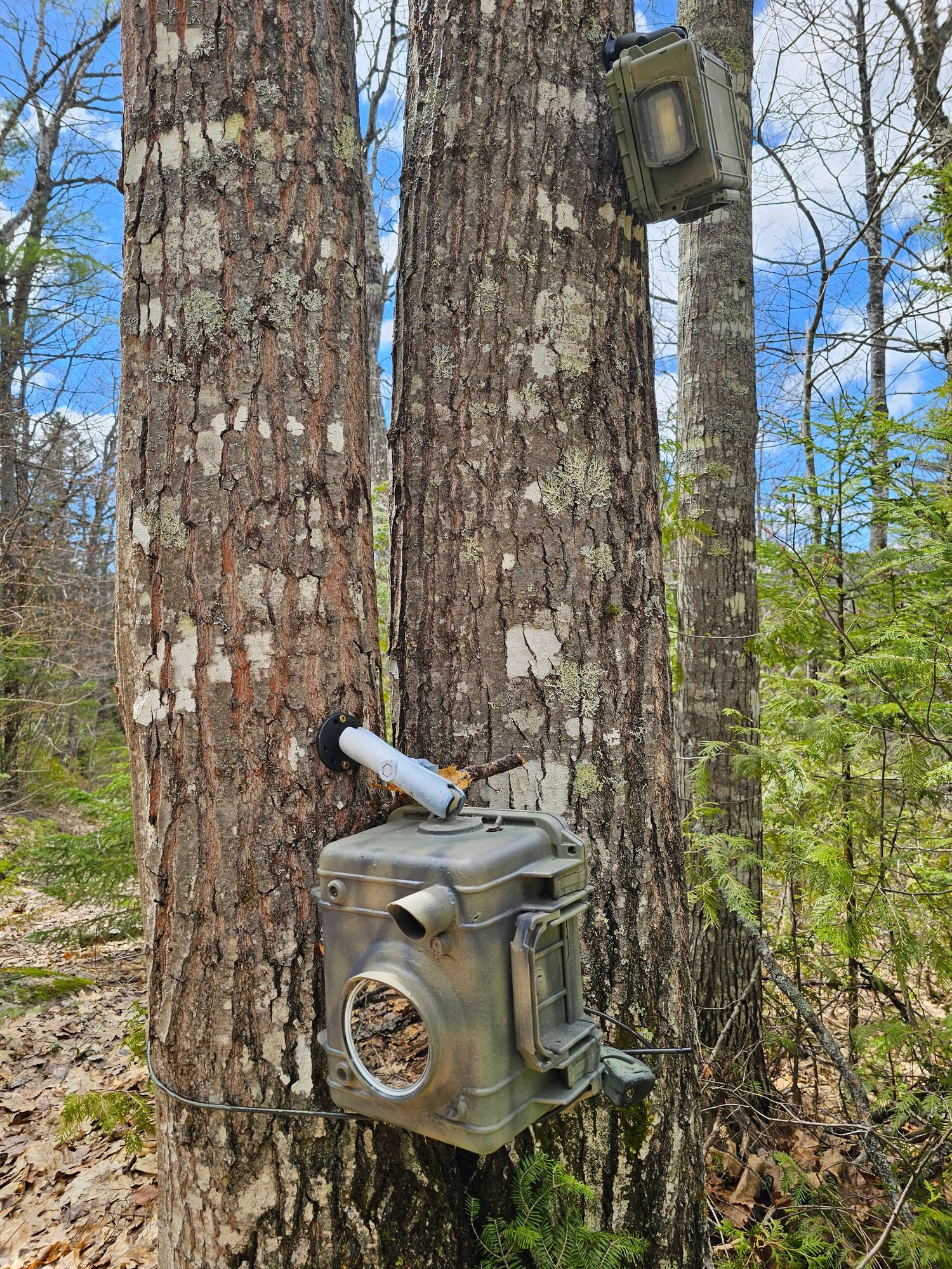 Camouflage trail camera housing strapped to twin pine trees in a spring forest with blue sky.