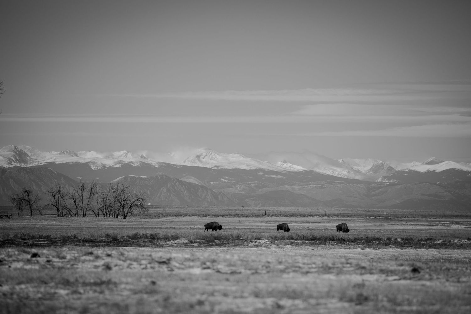 Black and white landscape with cattle grazing against mountain backdrop.