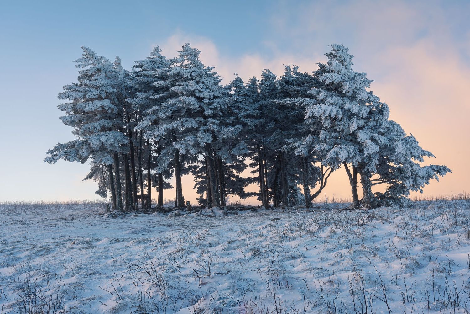 Snow-covered pine trees stand in a frost-covered field under a pastel winter sky at dawn.