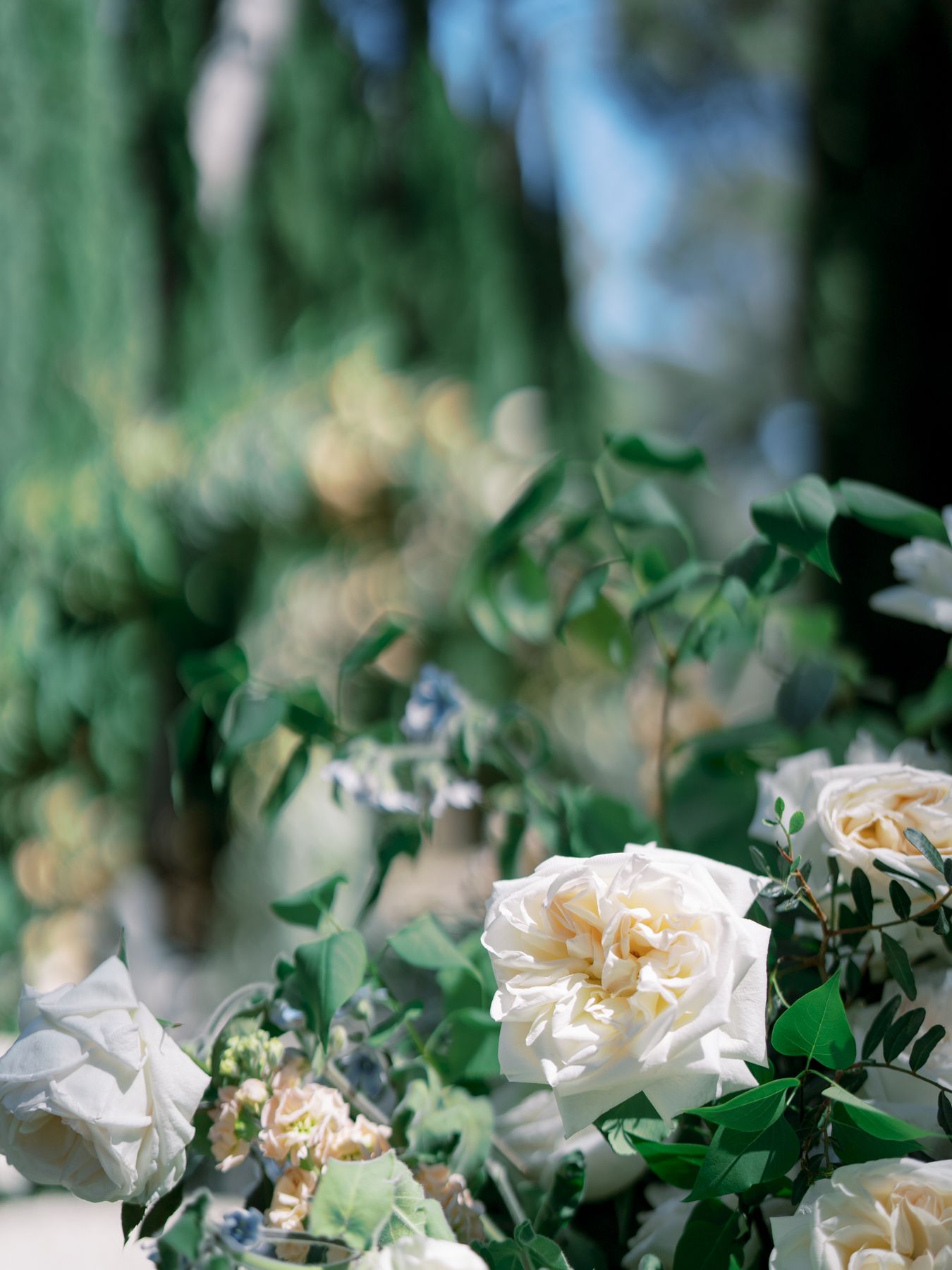 Soft peach garden roses blooming in natural sunlight with green foliage.