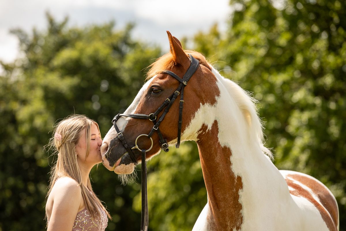 Beautiful brown and white paint horse with bridle sharing tender moment in sunny field.