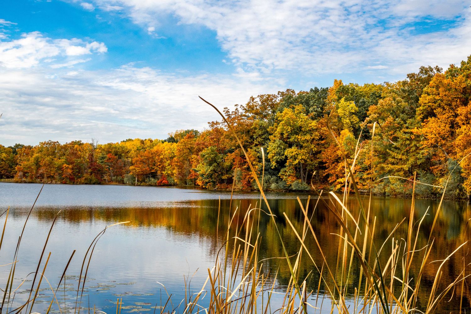 Tranquil autumn lake reflecting golden foliage with tall reeds in the foreground and blue skies above.