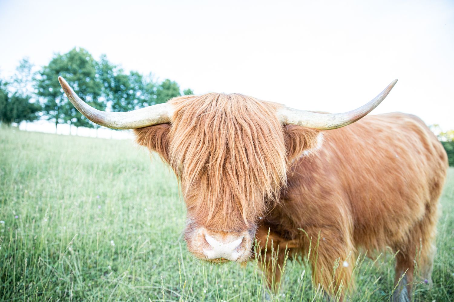 highland cattle