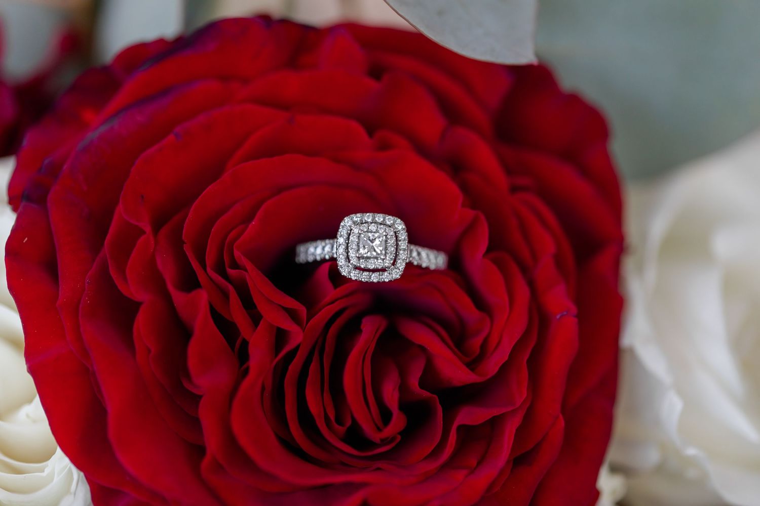 Close-up shots of red roses with an engagement ring nestled in the petals.