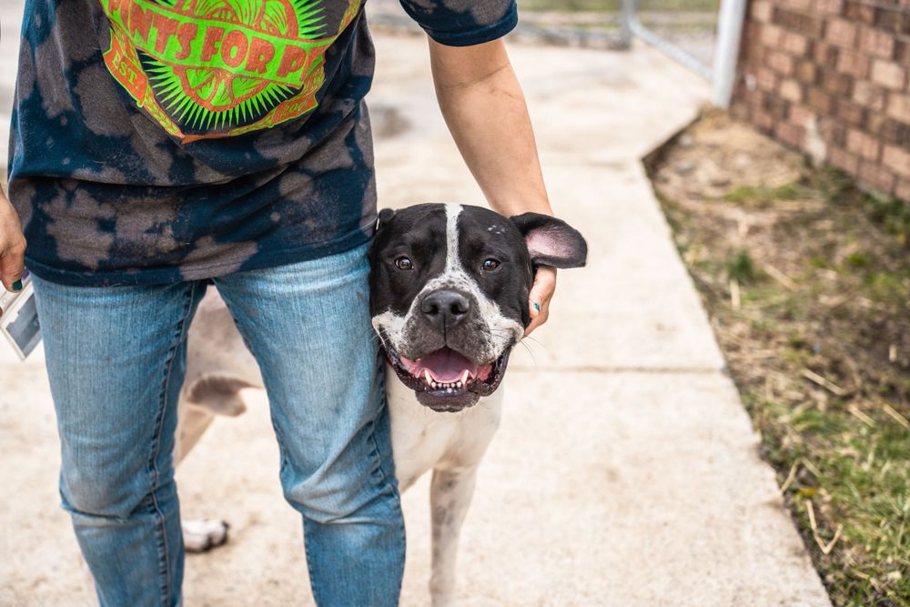 Central PA Humane Society Paws for Portraits LLC