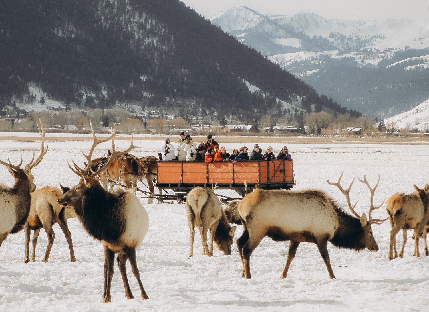 exciting winter activities in Jackson Hole