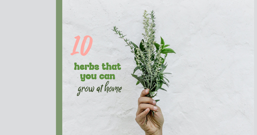 10 herbs that you can grow at home - Tessa's Creations