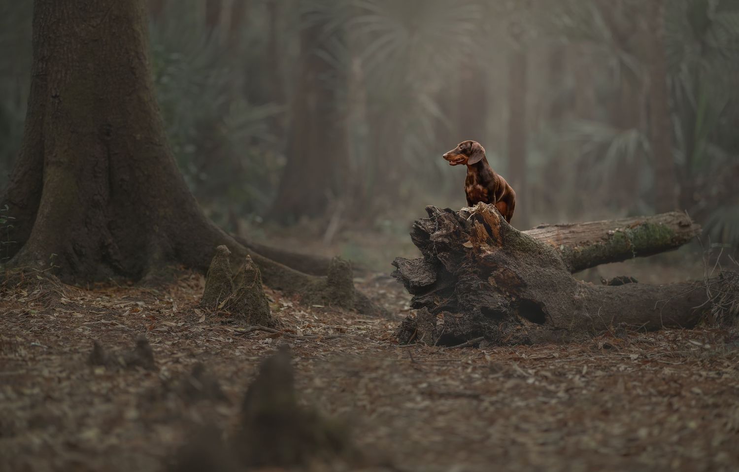 Mini Dachshund