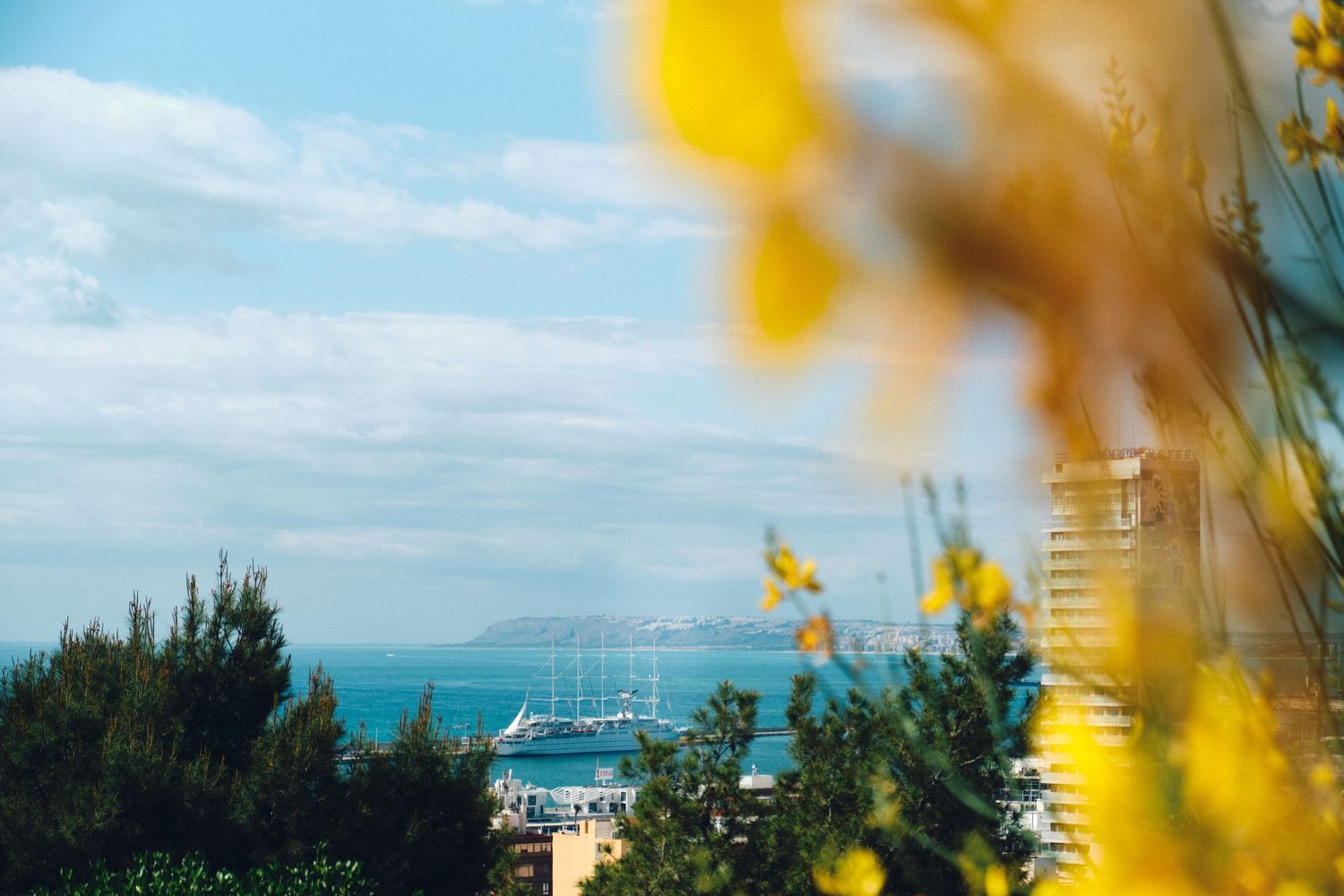 Yellow flowers frame a scenic ocean view with boats in the harbor.