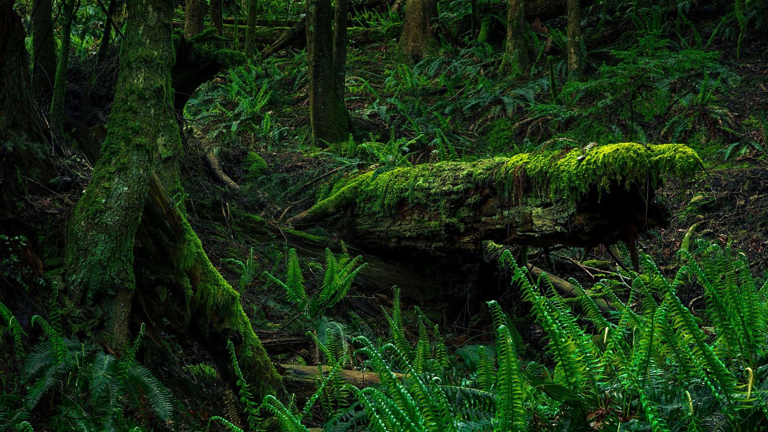Chaotic understory of pacific northwest mountain forest