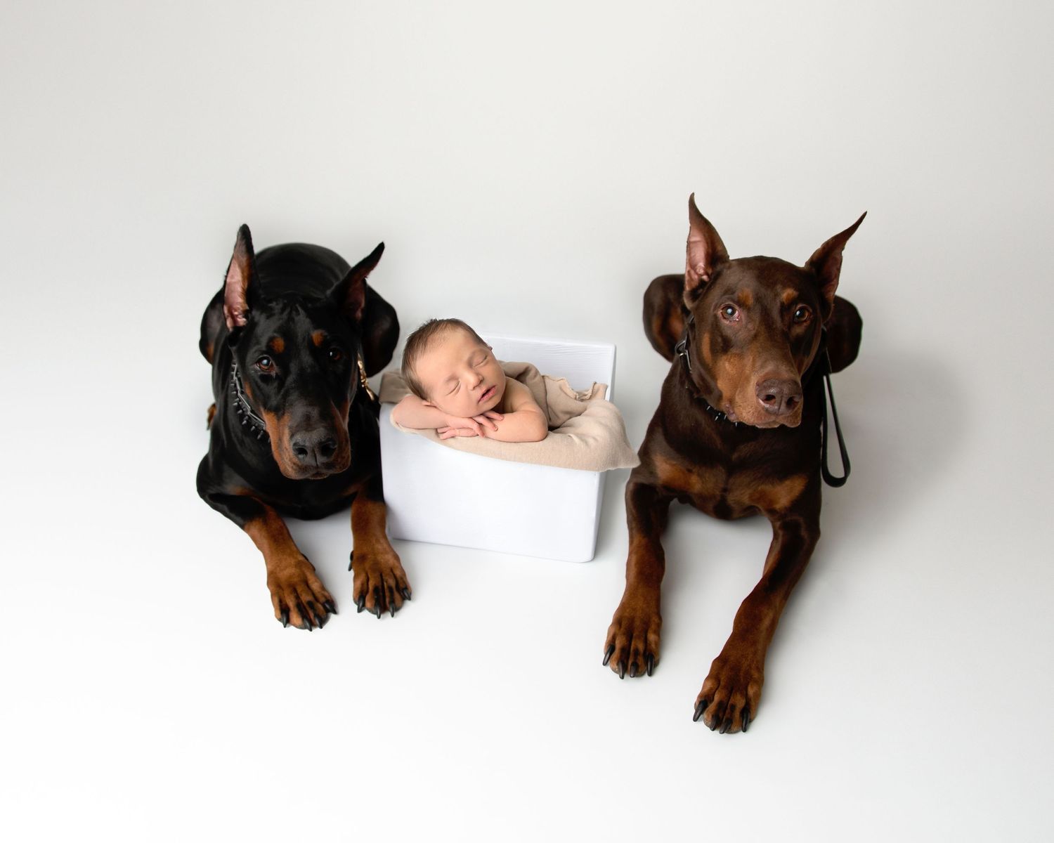 Berea Newborn Baby Photographer Baby Crew with puppies
