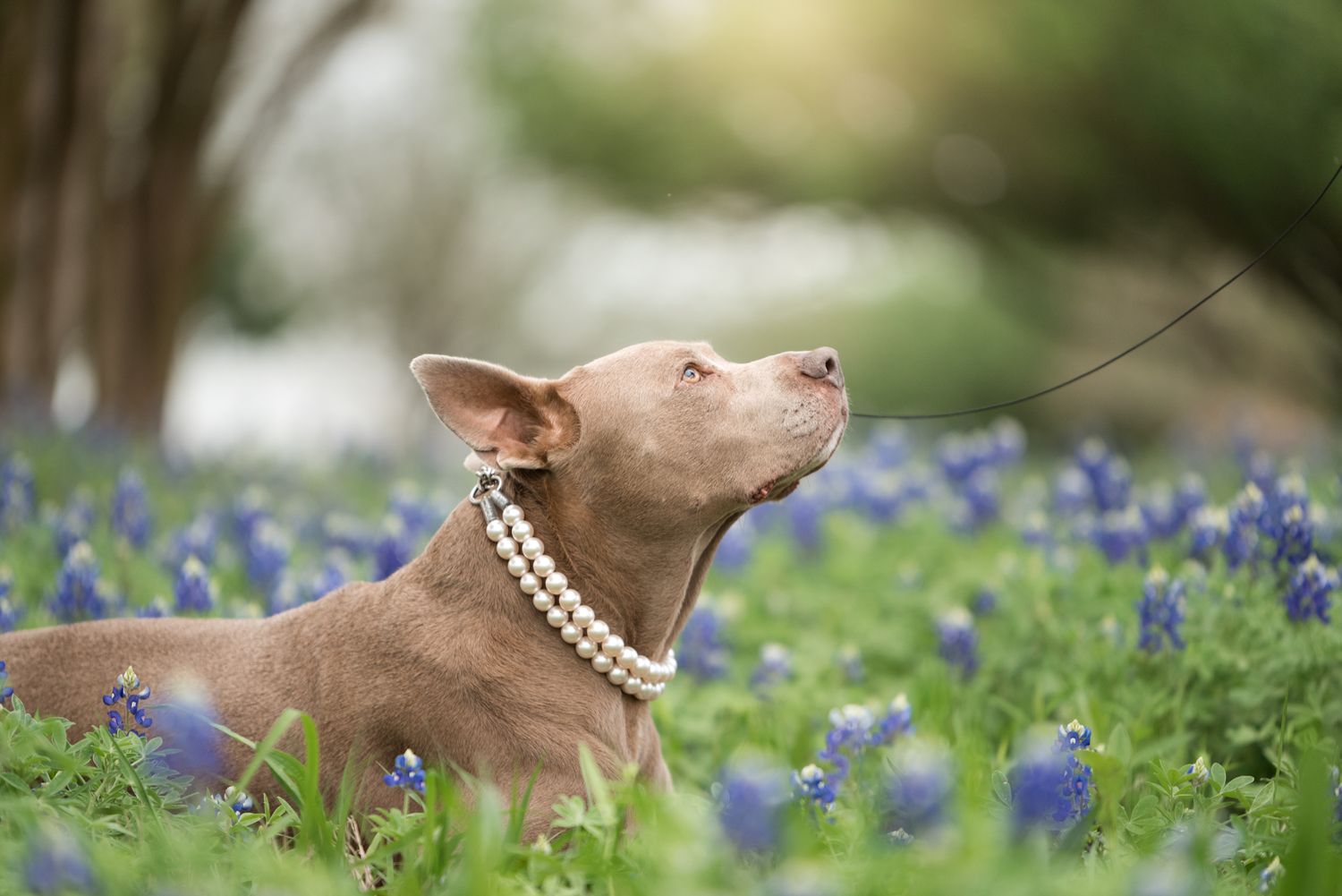 senior pitbull dog wearing a pearl collar sitting in bluebonnets