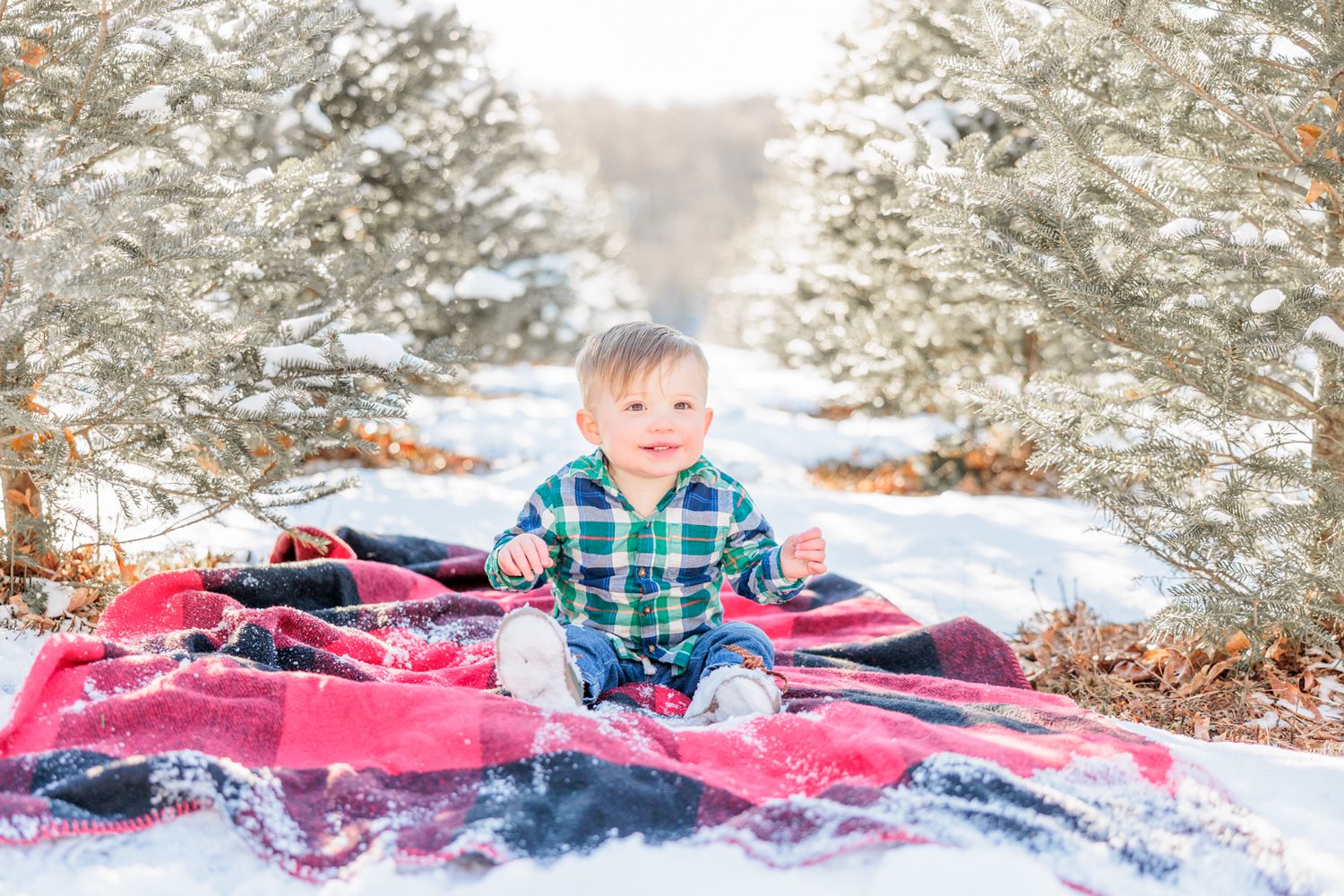 Baldauf Christmas Tree Farm Blairsville