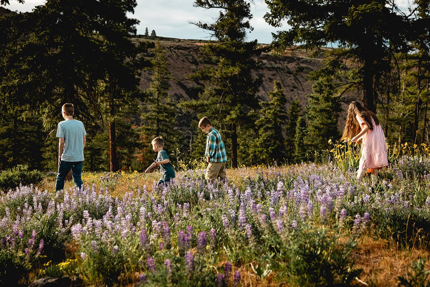 kids looking around and walking through wildflowers in robinson canyon near ellensburg, wa