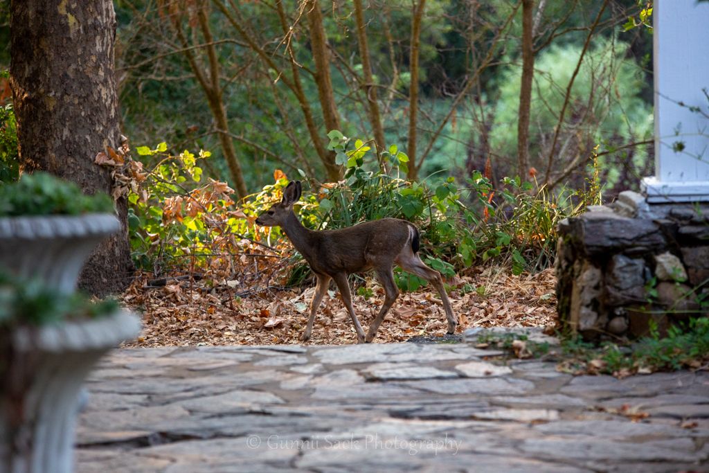 volcano ca, amador county, gunnii sack photography, baby deer