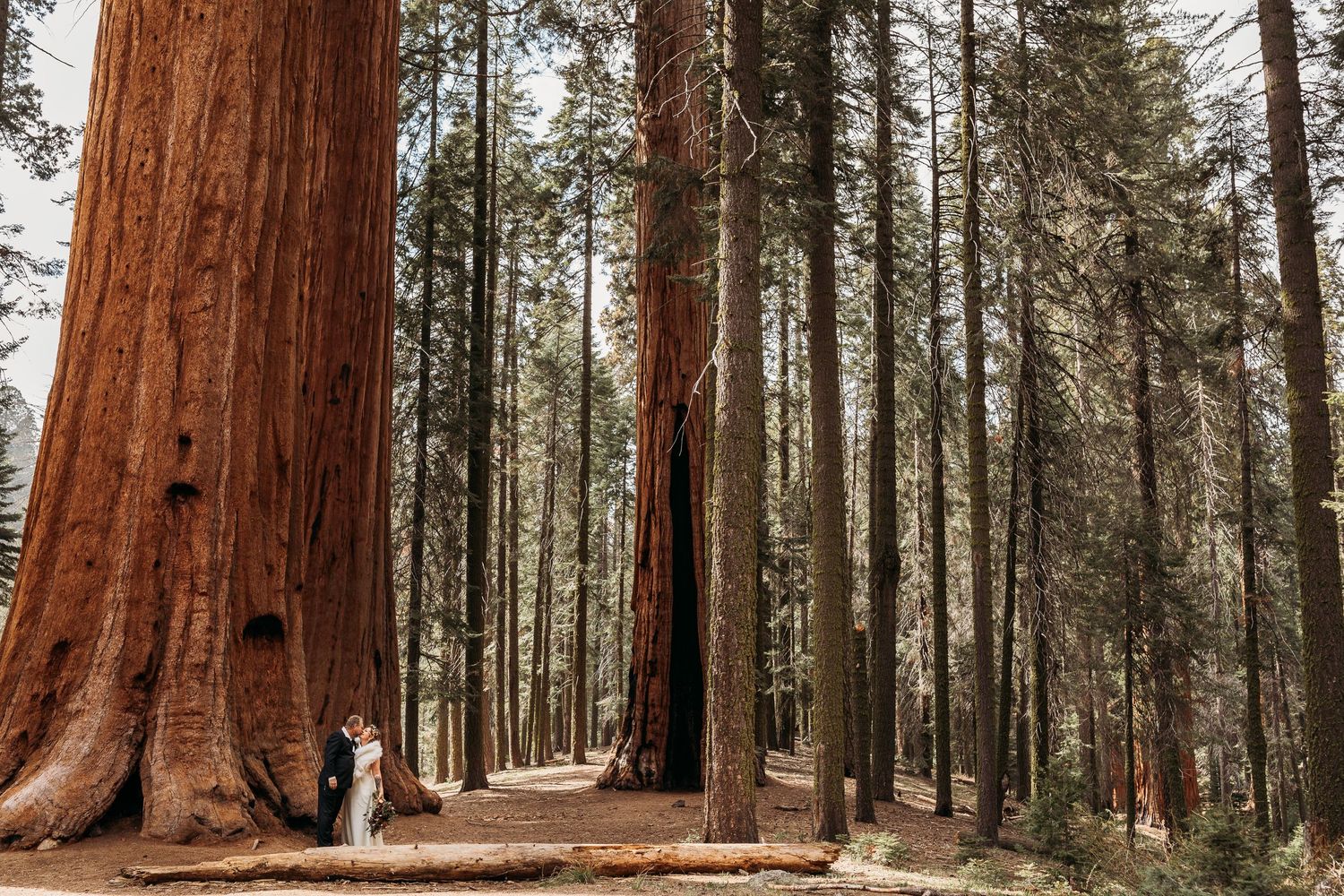An intimate wedding ceremony amongst towering ancient sequoia trees in a majestic forest setting.