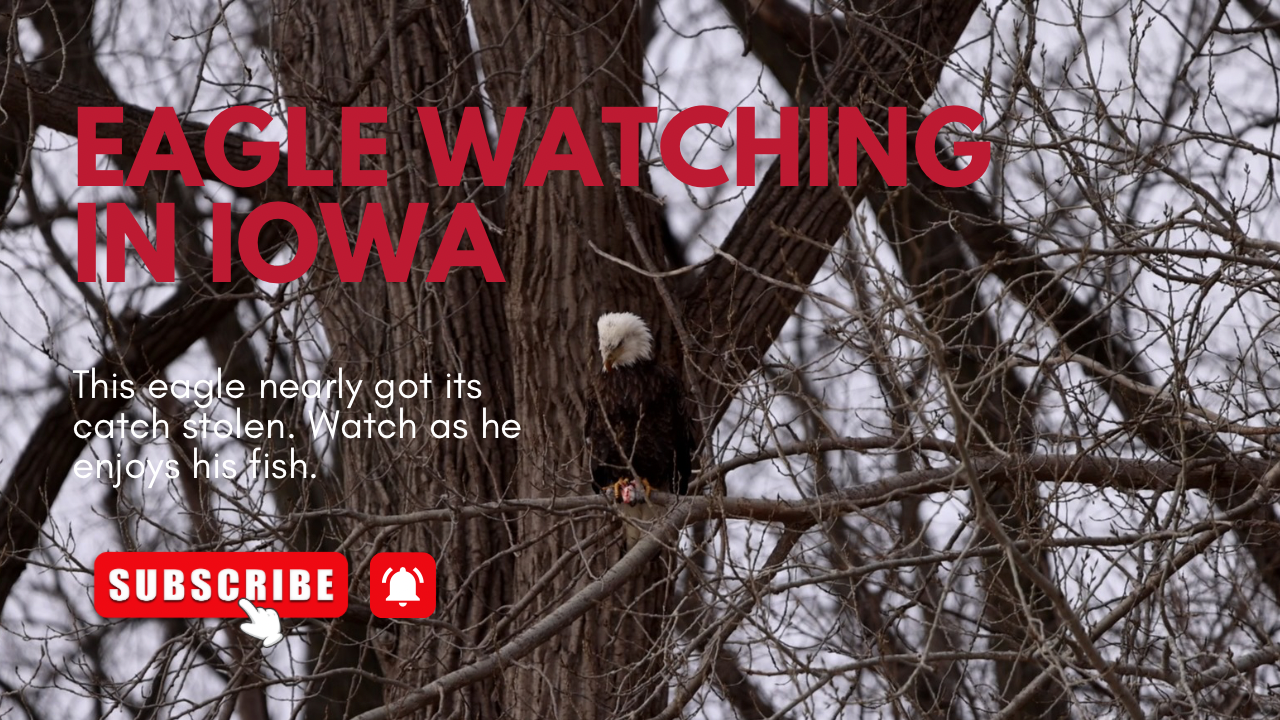 An eagle perched in a bare winter tree watches intently over a snowy landscape below.