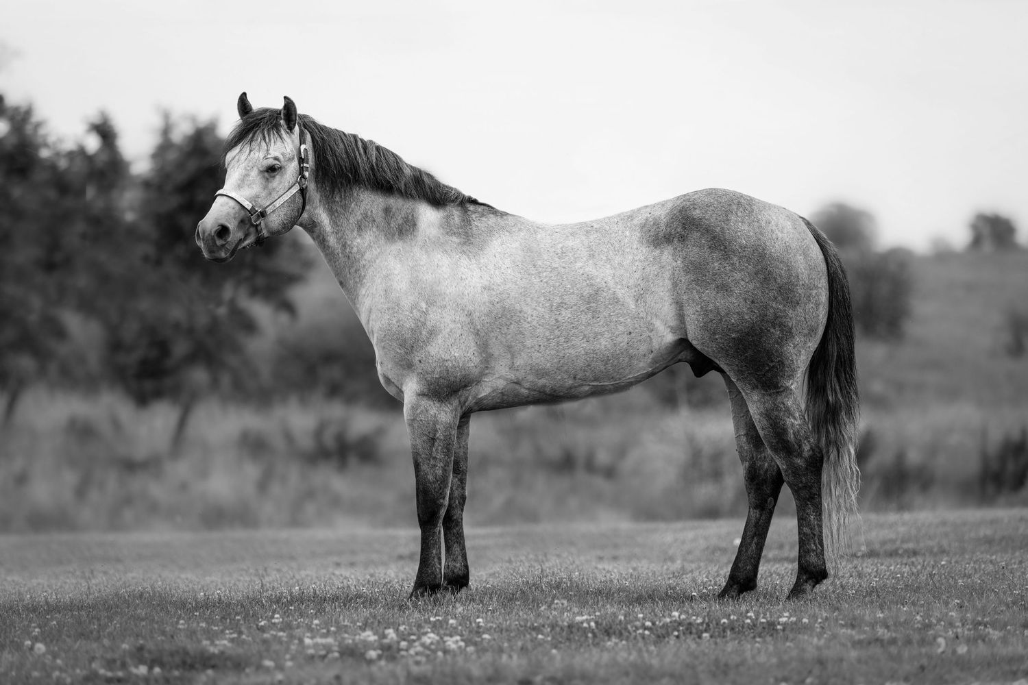 Black and white photograph of a dappled gray horse standing in profile view on open grassland.