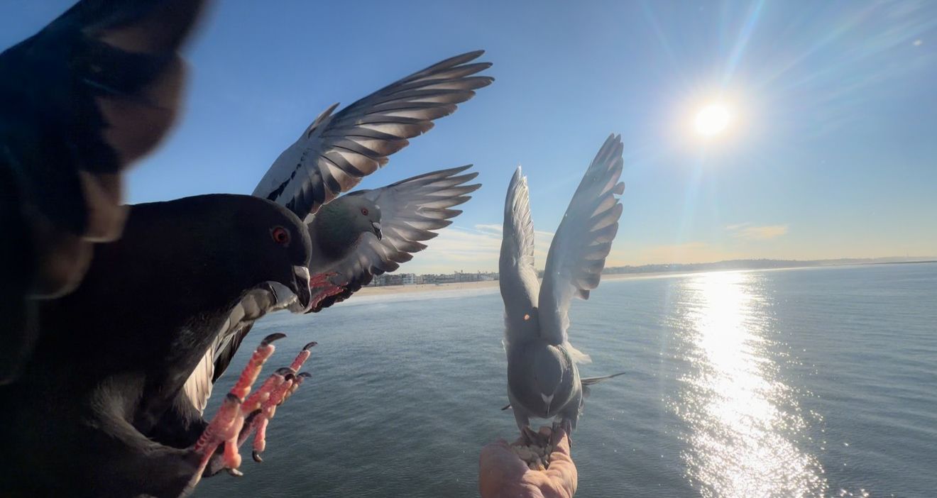 Two seagulls with spread wings fly over water with sun reflecting on the ocean surface at sunset.