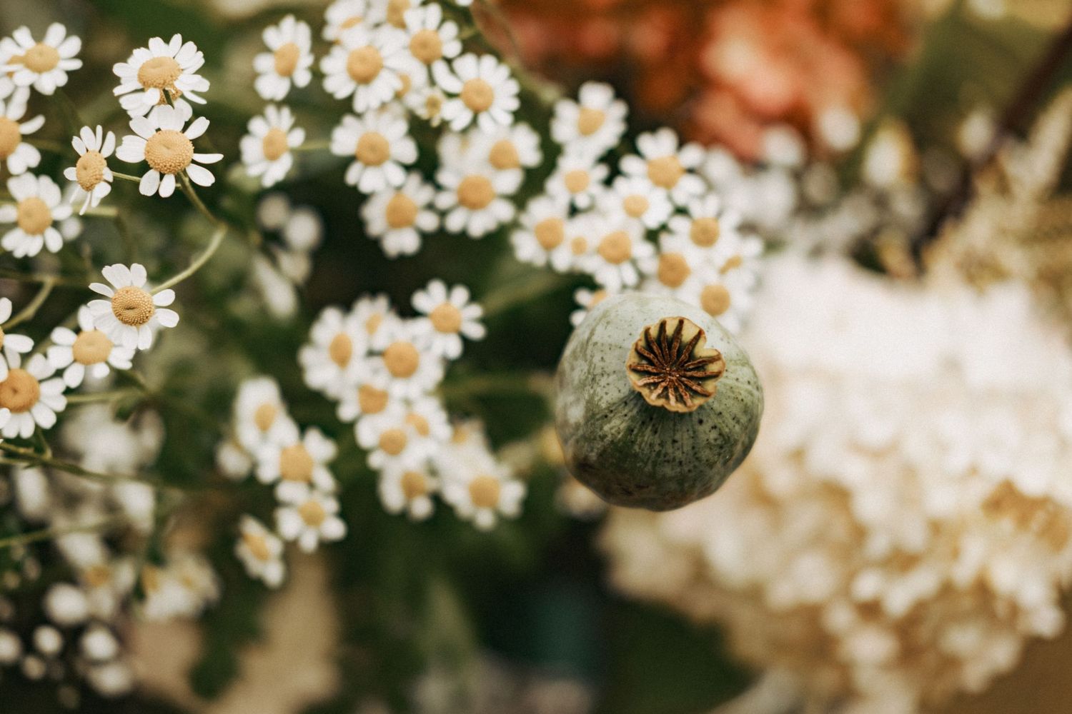 Close-up of delicate white daisy flowers blooming in nature.