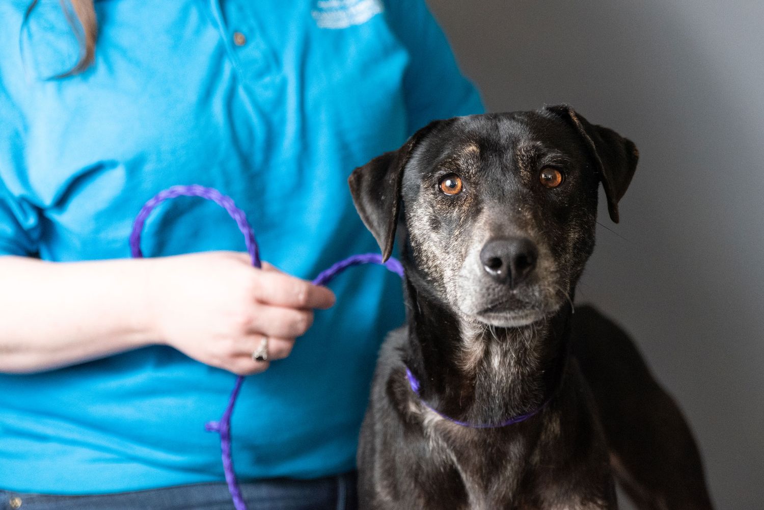Shelter dog in Houston with expressive brown eyes wearing a pink collar looks attentively at the camera against a blue background.
