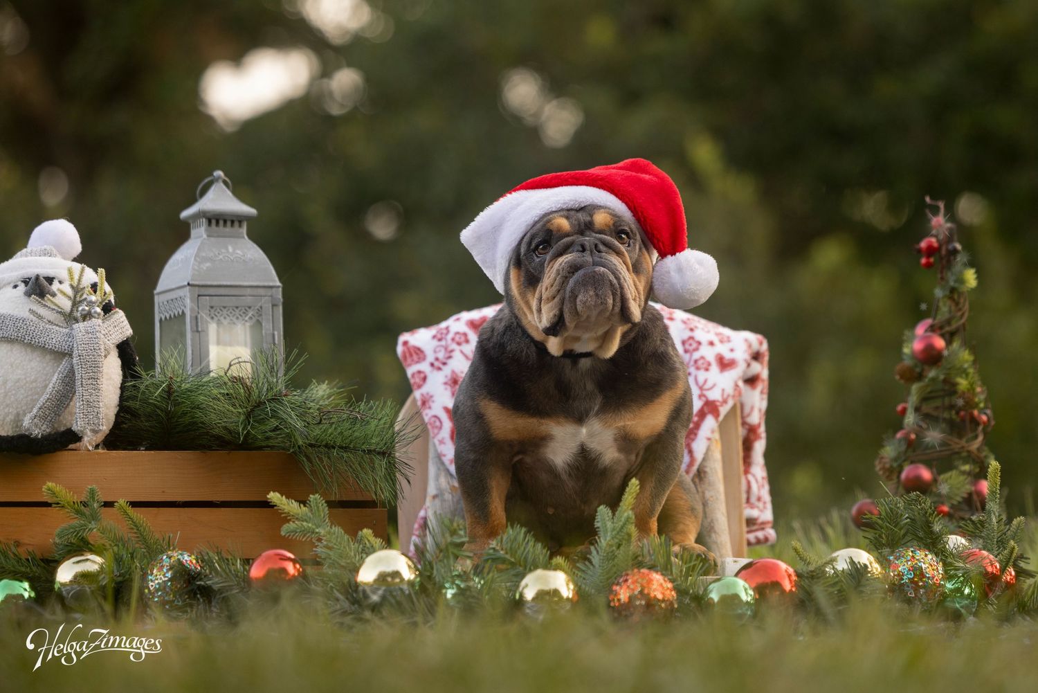 Tampa dog photographer creating fine-art portraits with her christmas images
