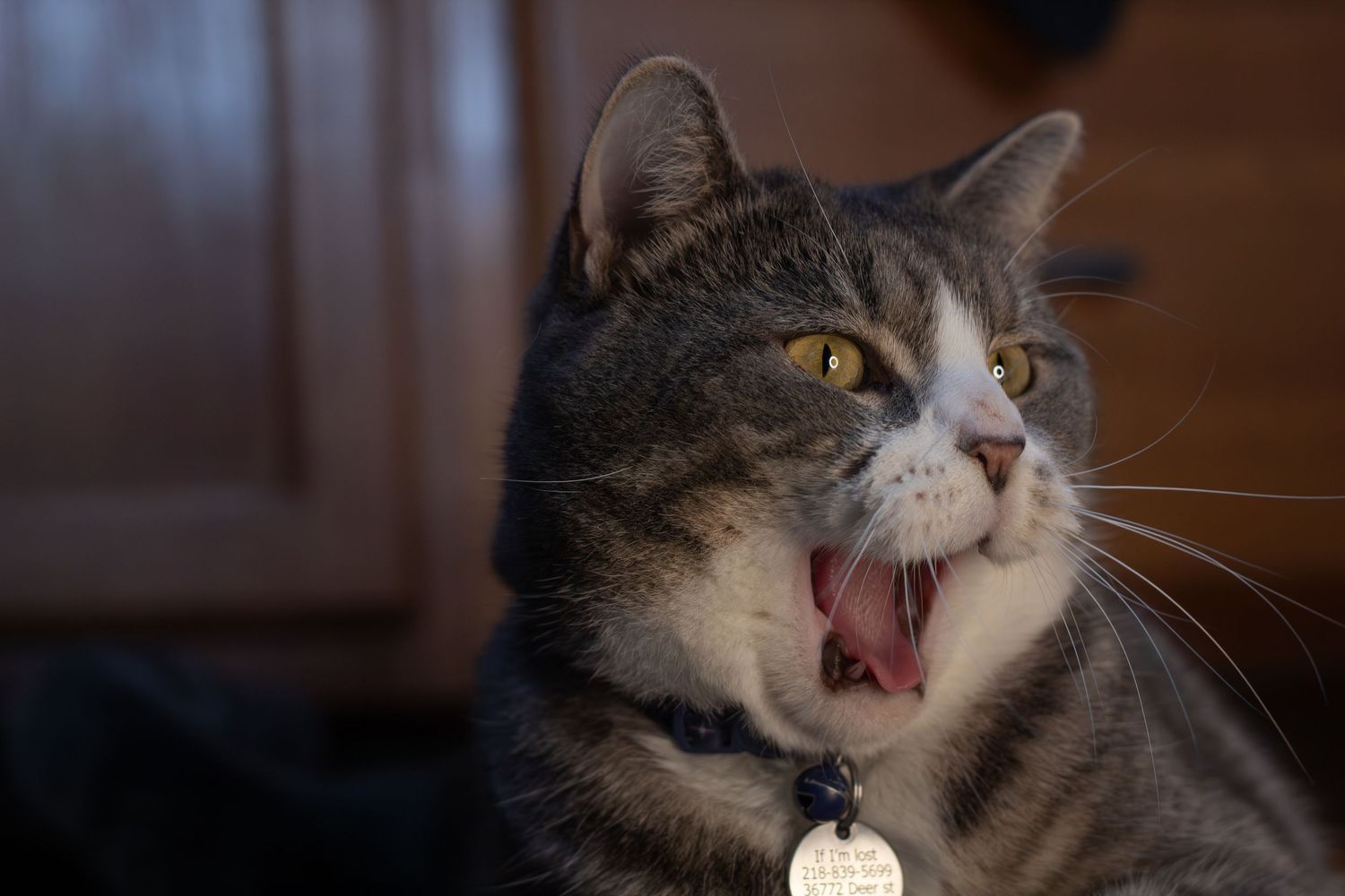 A gray tabby cat with white markings yawns widely indoors, wearing a tag collar.
