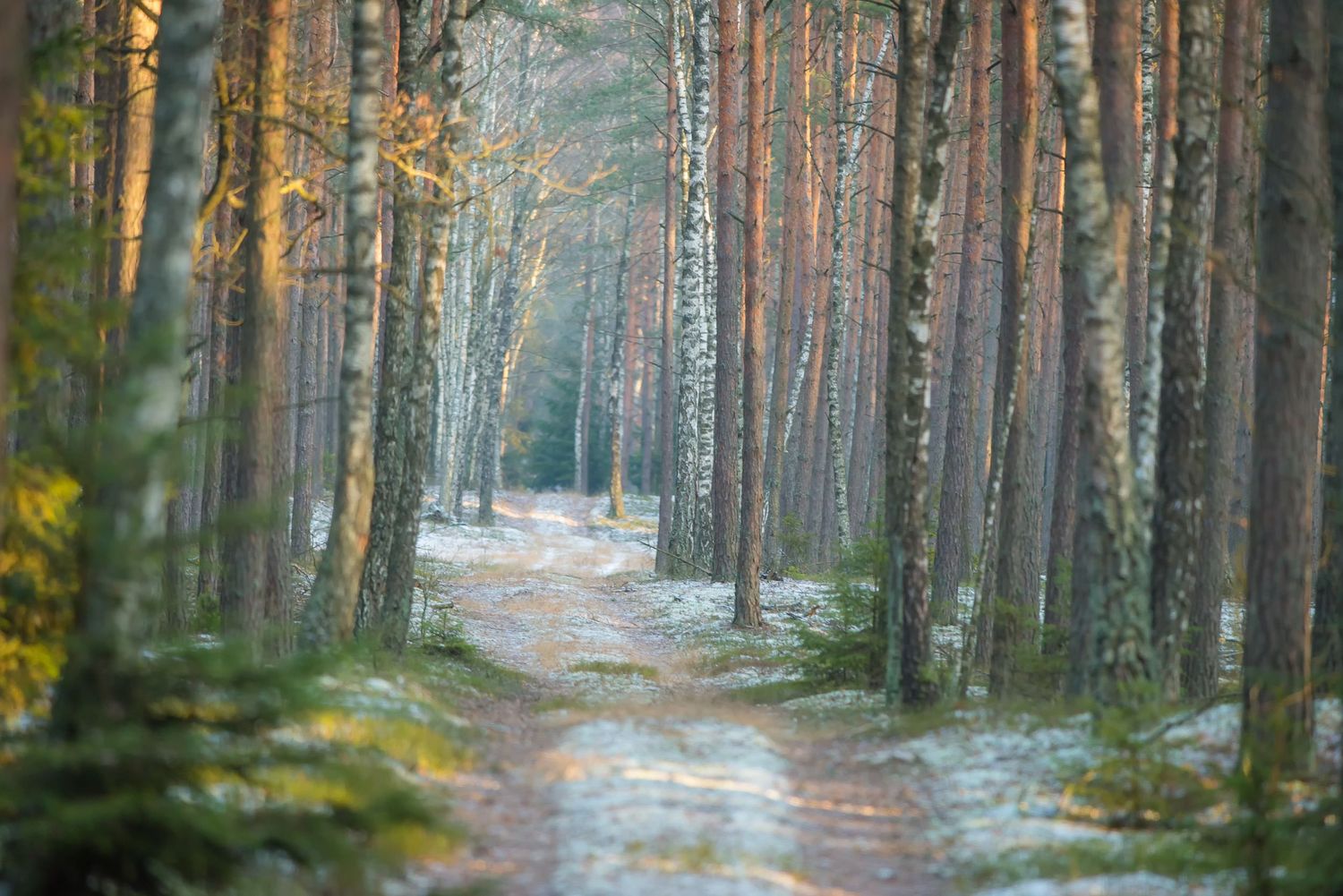 Sentiero che attraversa una pineta con betulle illuminate dalla luce del mattino