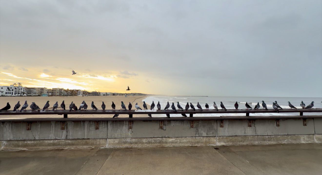A row of silhouetted seagulls perched on a railing against a dramatic cloudy sky at sunset.