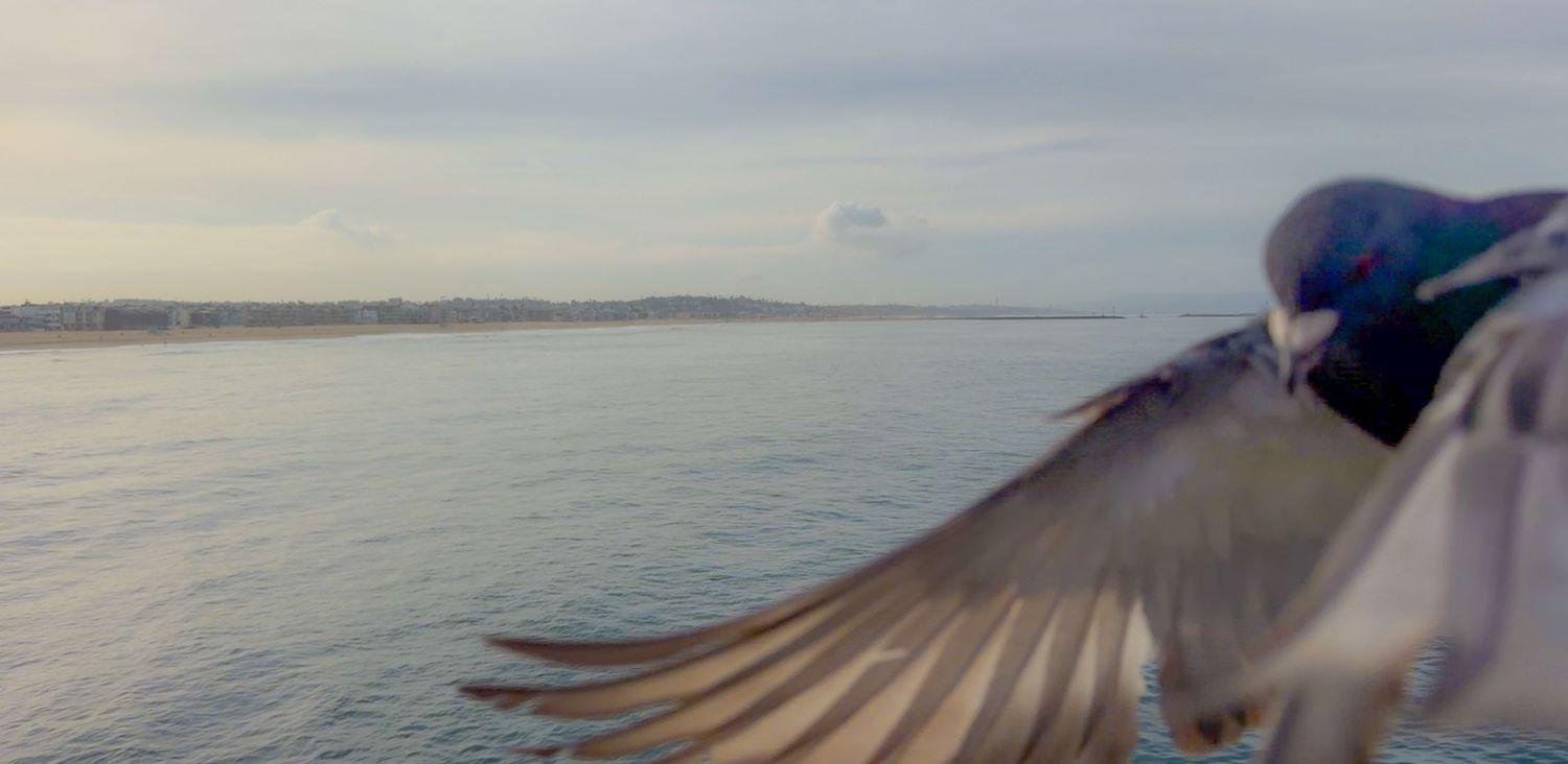 A seagull spreads its wings in flight over a calm ocean with a coastal cityscape in the background.