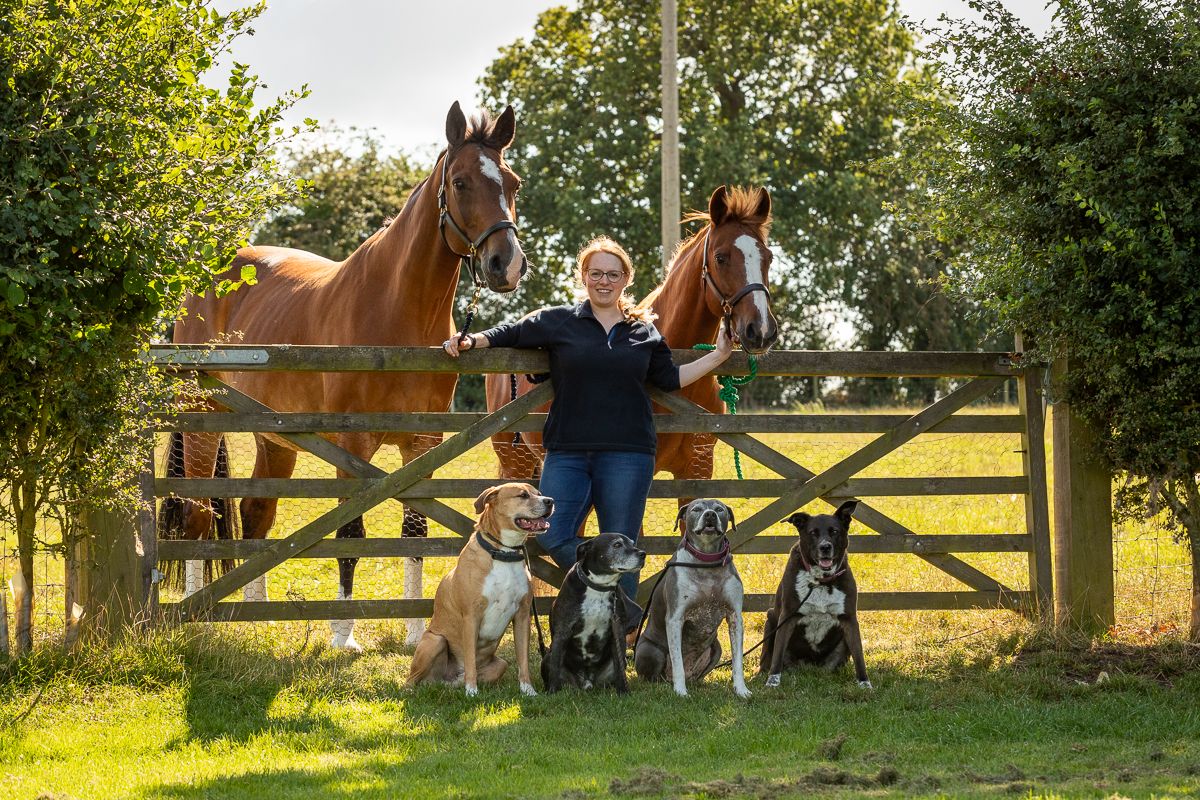 Multiple dogs and horses gather around a wooden gate in a sunlit countryside setting.