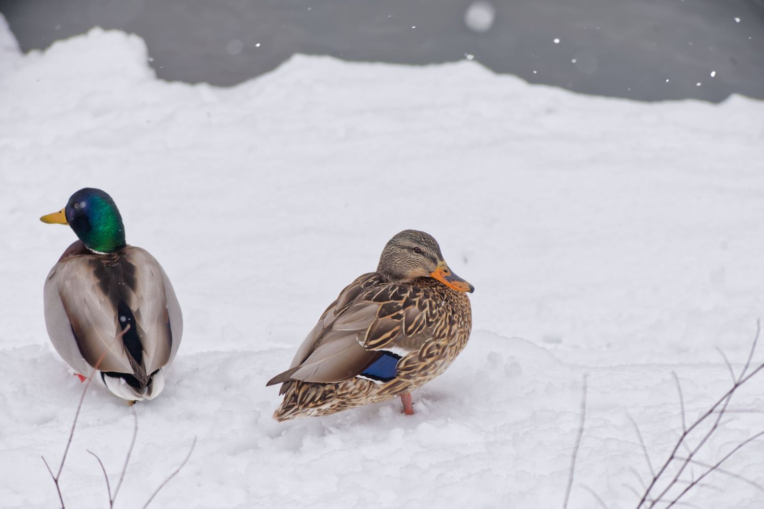 Two mallard ducks resting on snow near a frozen pond in winter weather.