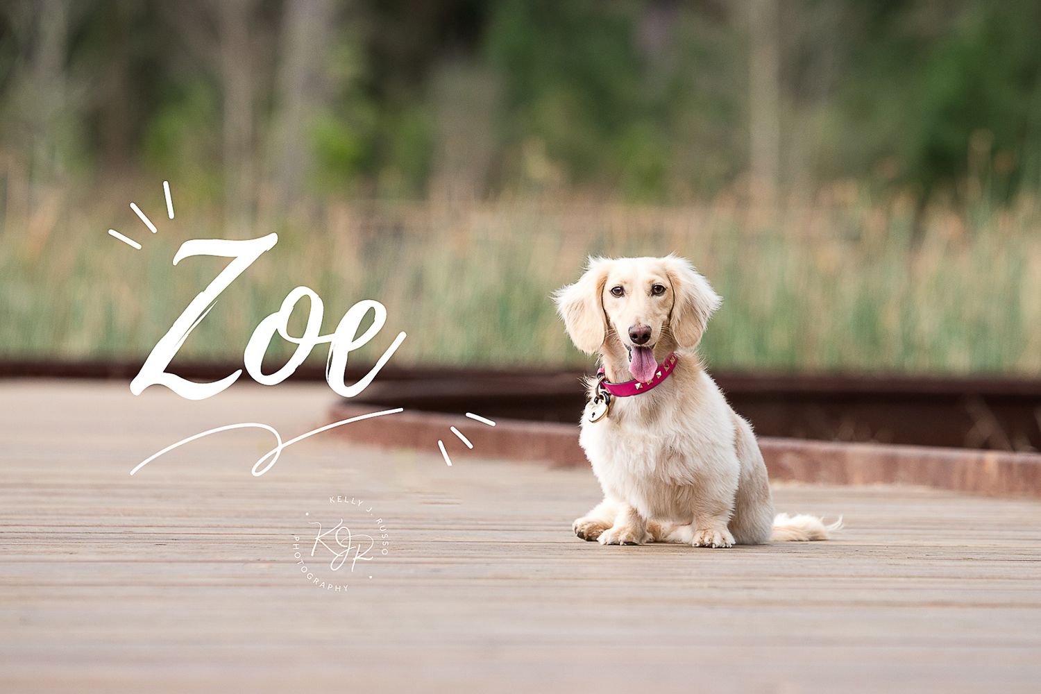 english cream longhaired dachshund sitting on boardwalk in Houston memorial park
