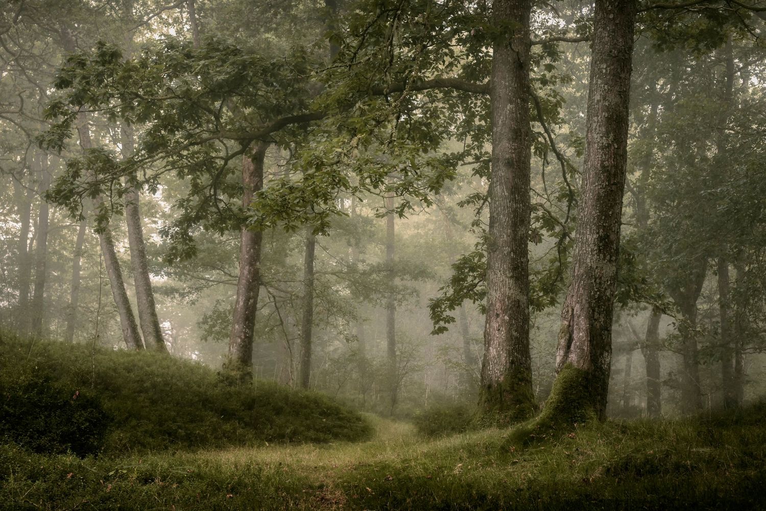 A misty morning in local woodland Scotland