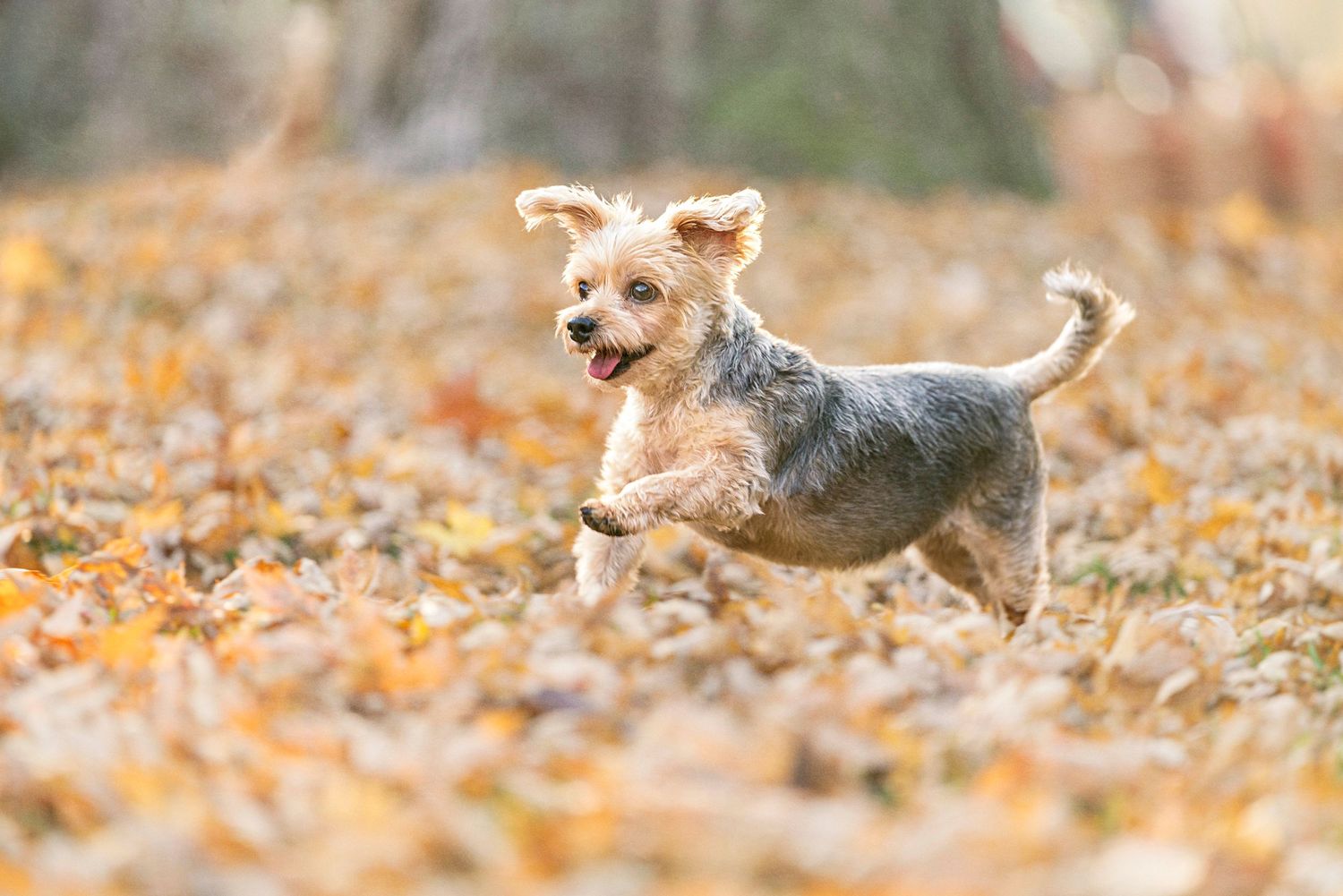 Toronto professional pet photographer