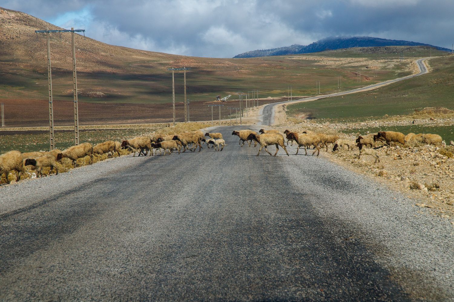 Sheep crossing roads of High Atlas in Morocco Africa