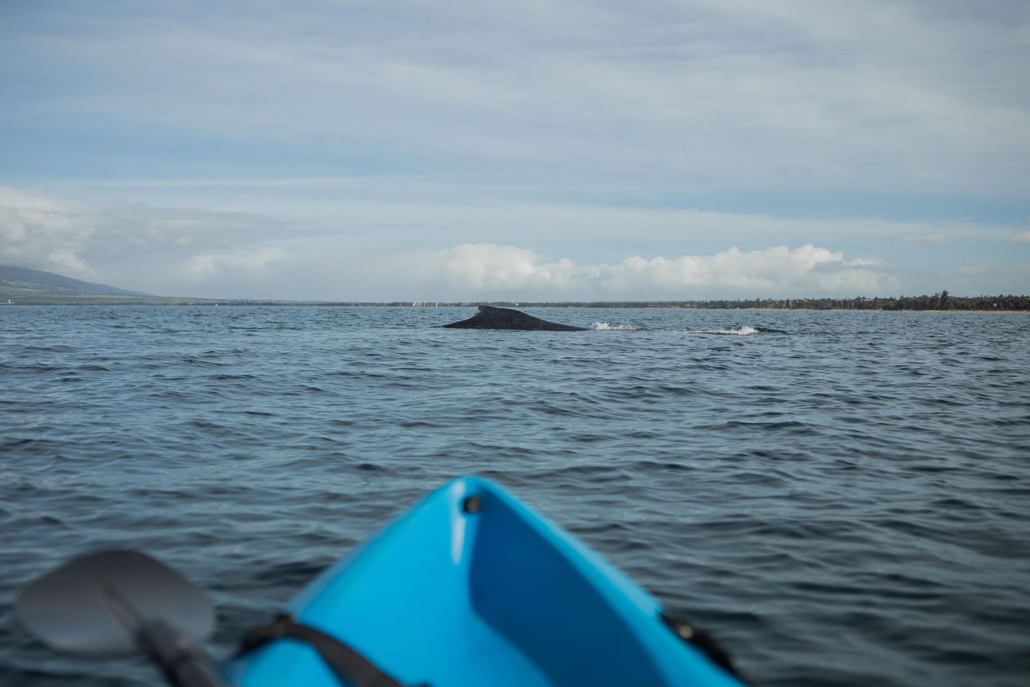 Maui ocean view from kayak with humpback whale  in the distance