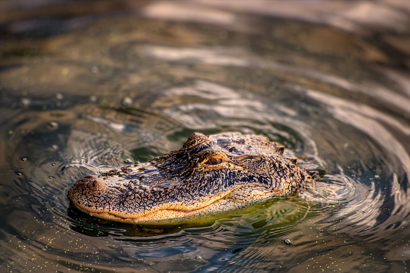 American alligator swimming in Lake Hancock at Circle B Bar Reserve in Lakeland, Florida.
