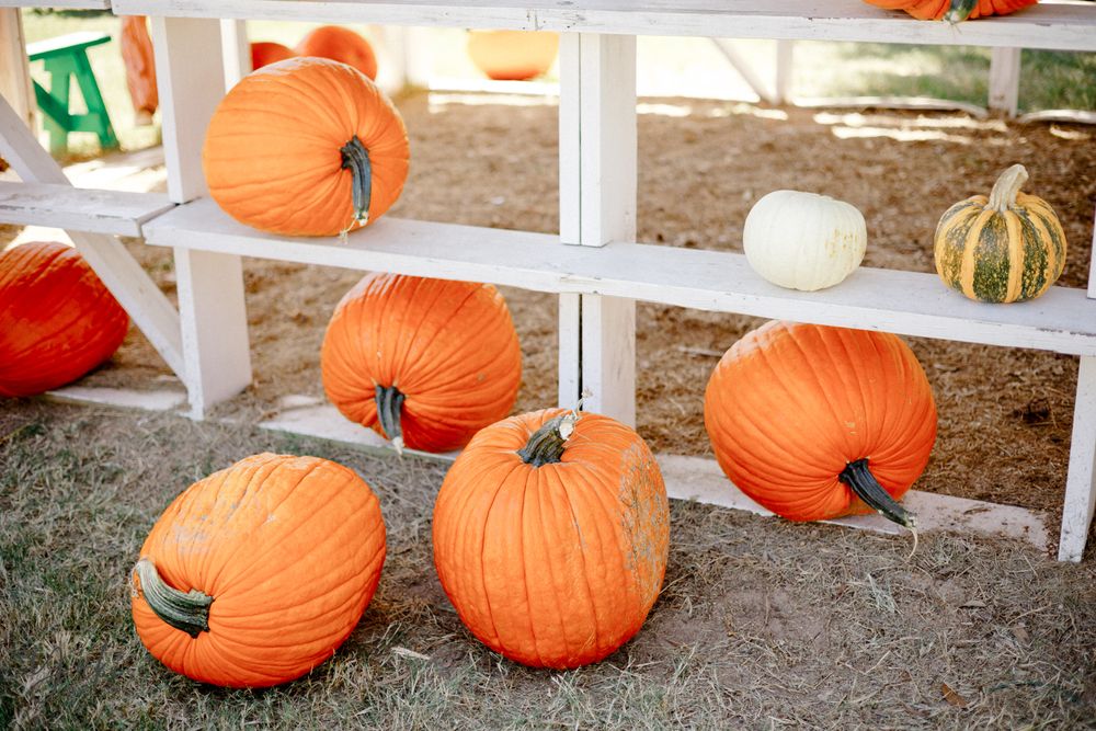 Dewberry Farm Fall Festival 2021 Houston Pumpkin Patch and Kids Fun