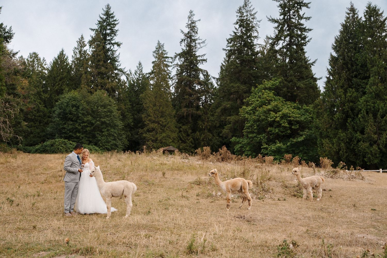 A romantic couple stands in a grassy meadow with evergreen trees and golden retrievers in the background.