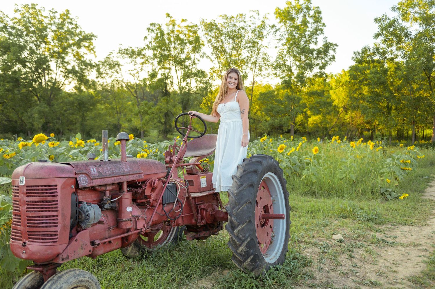 A series of vintage red tractors lined up in a sunny field with green grass and trees in the background.
