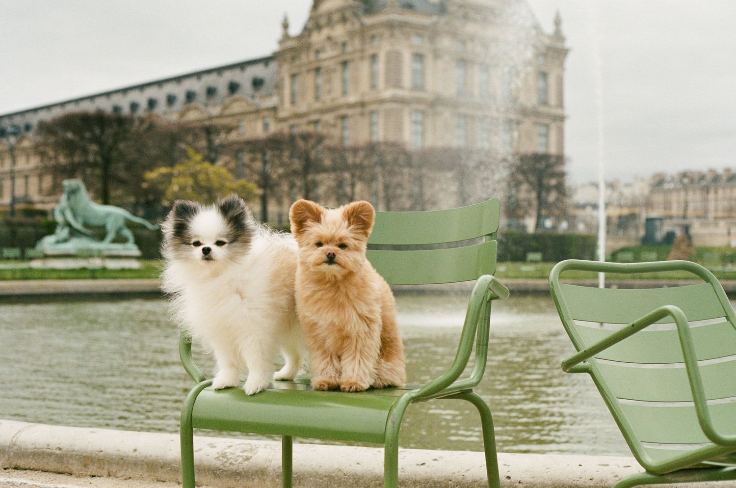Two cats, a white Pomeranian and orange cat, sit on green chairs in front of a grand European palace.